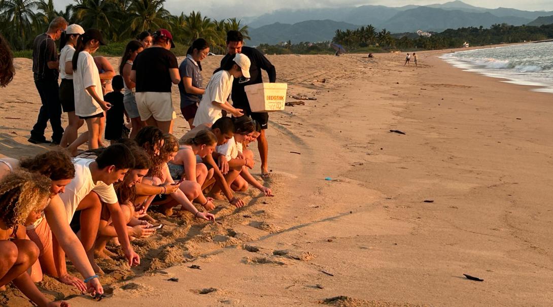 A group of conservation volunteers releasing hatchlings on the beach in Mexico